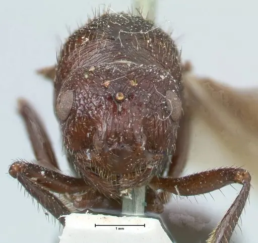 Myrmicaria natalensis - FOCOL1578