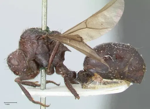 Myrmicaria natalensis - FOCOL1578