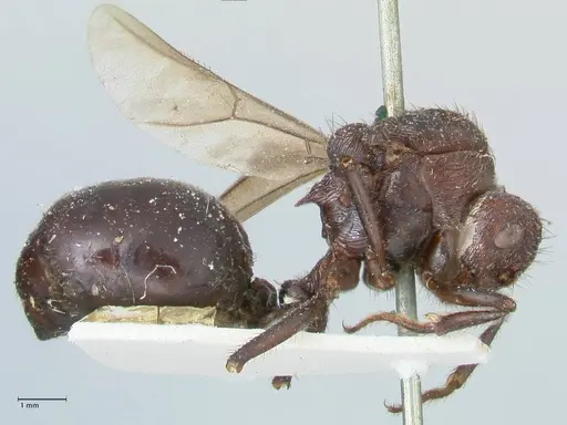 Myrmicaria natalensis - FOCOL1578