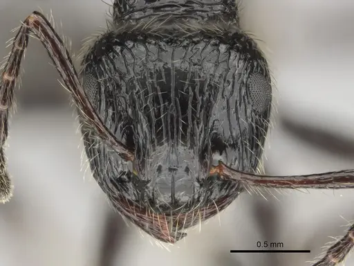 Myrmicaria nigra specimen