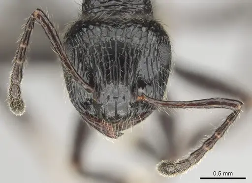 Myrmicaria nigra specimen