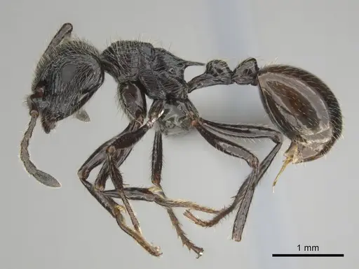 Myrmicaria nigra - CASENT0815953