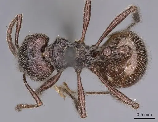 Myrmicaria nigra - CASENT0900506