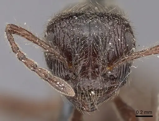 Myrmicaria nigra - CASENT0900506