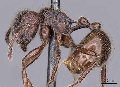 Myrmicaria nigra - CASENT0900506