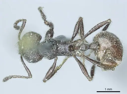 Myrmicaria nigra - CASENT0919728