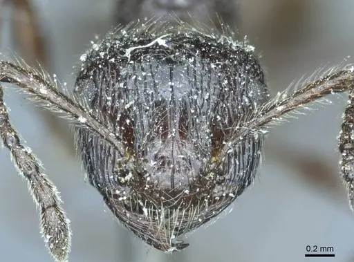 Myrmicaria nigra - CASENT0919728