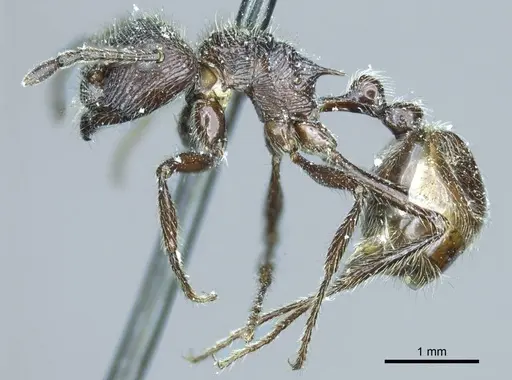 Myrmicaria nigra - CASENT0919728