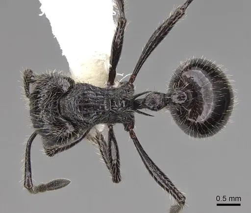 Myrmicaria nigra - CASENT0923008