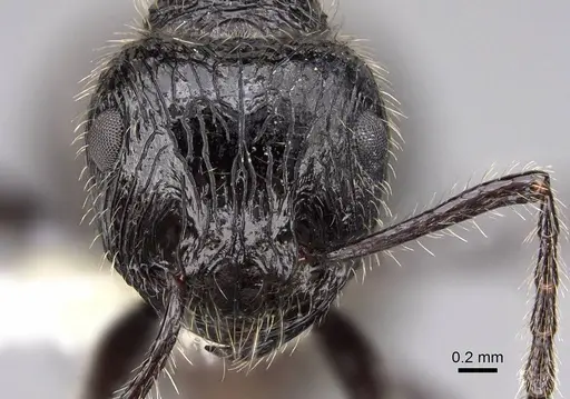 Myrmicaria nigra - CASENT0923008