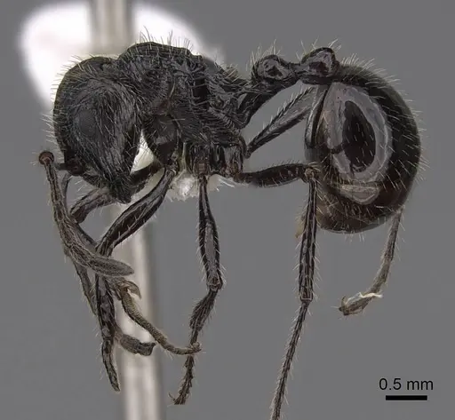 Myrmicaria nigra - CASENT0923008