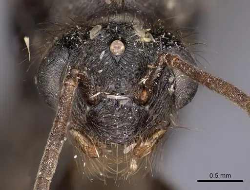 Myrmicaria opaciventris specimen