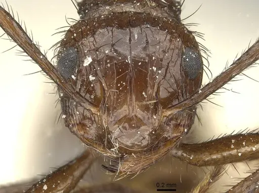 Myrmicaria reichenspergeri specimen