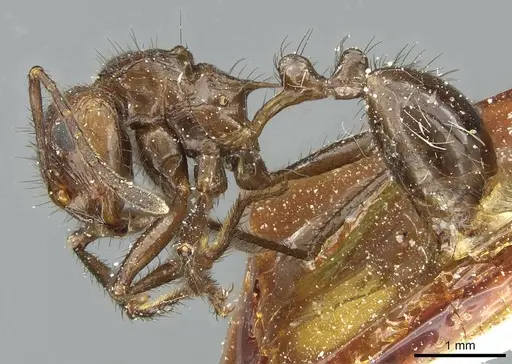 Myrmicaria reichenspergeri specimen