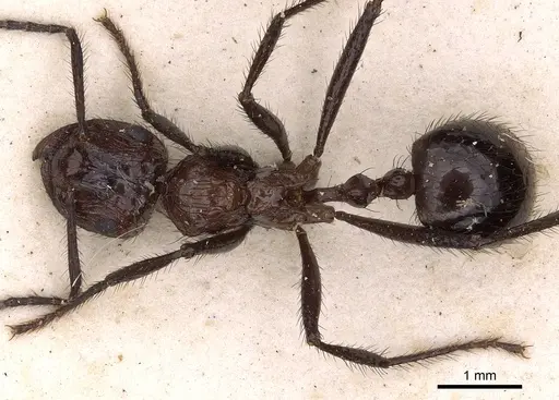 Myrmicaria rhodesiae specimen