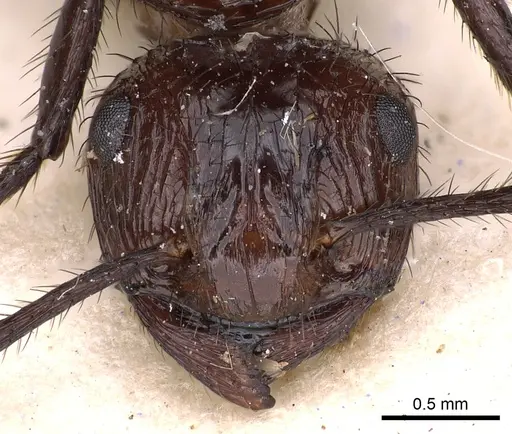 Myrmicaria rhodesiae specimen