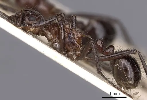 Myrmicaria rhodesiae specimen