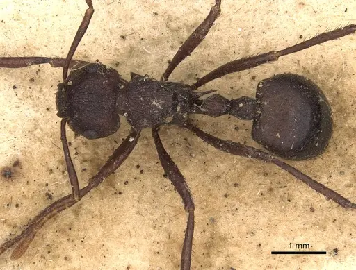 Myrmicaria rugosa specimen