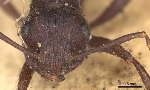 Myrmicaria rugosa specimen