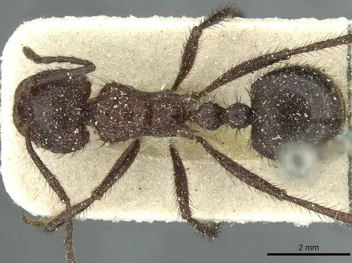 Myrmicaria rustica specimen