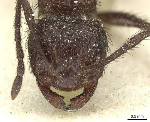 Myrmicaria rustica specimen