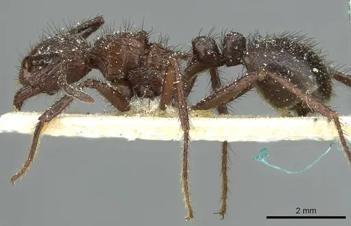 Myrmicaria rustica specimen