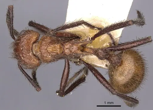 Myrmicaria salambo specimen