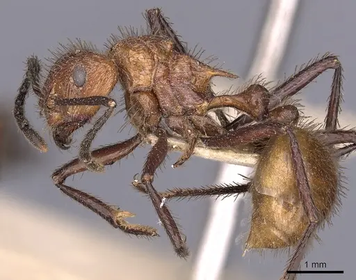 Myrmicaria salambo specimen