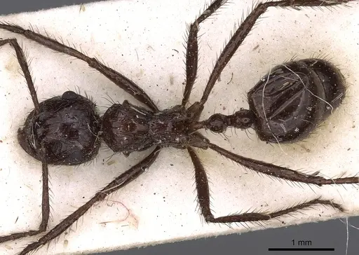 Myrmicaria striata specimen