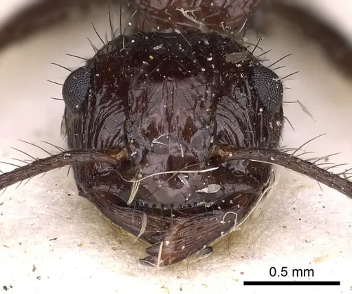 Myrmicaria striata specimen