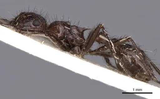Myrmicaria striata specimen