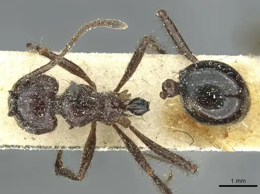 Myrmicaria striatula specimen