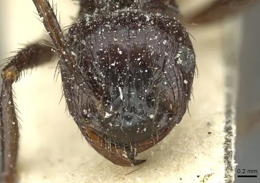 Myrmicaria striatula specimen