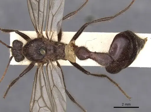 Myrmicaria vidua specimen