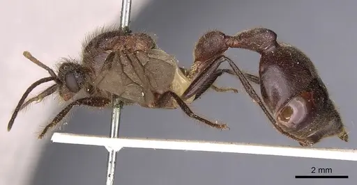 Myrmicaria vidua specimen