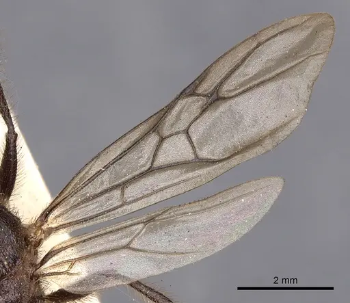 Myrmicaria vidua specimen