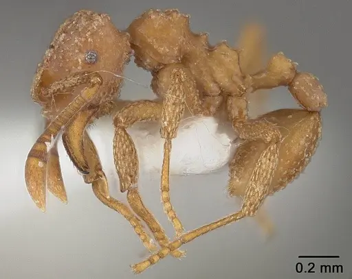 Myrmicocrypta buenzlii specimen