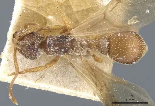 Myrmicocrypta collaris specimen