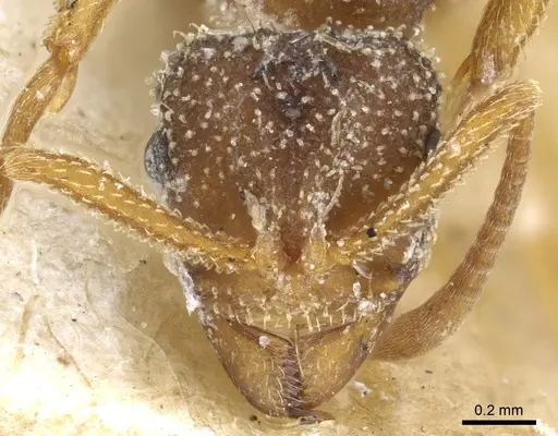 Myrmicocrypta collaris specimen