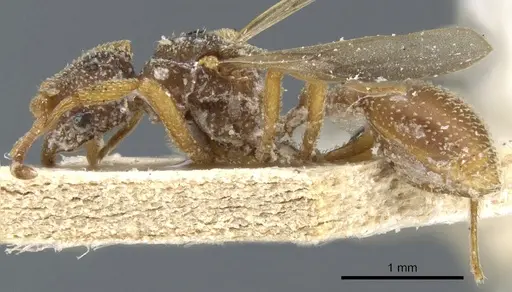 Myrmicocrypta collaris specimen