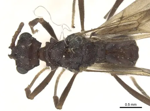 Myrmicocrypta dilacerata specimen