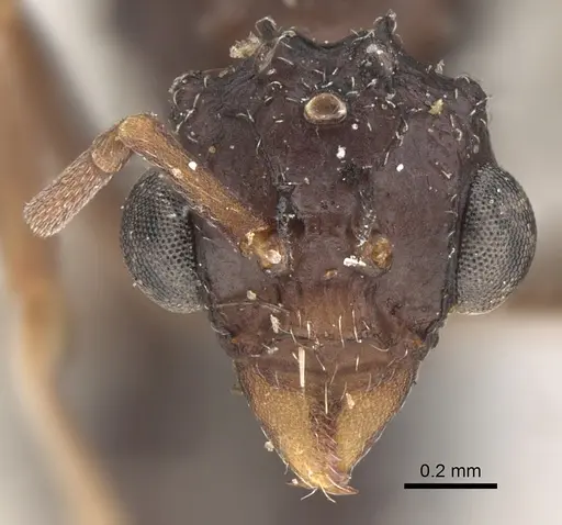 Myrmicocrypta dilacerata specimen