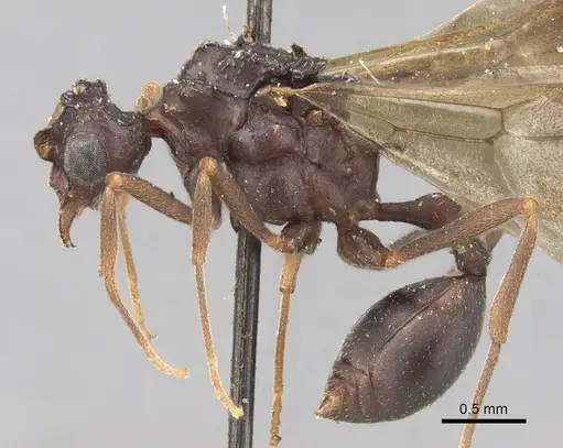 Myrmicocrypta dilacerata specimen