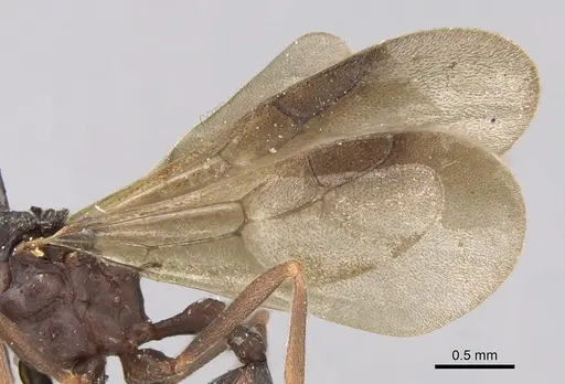 Myrmicocrypta dilacerata - CASENT0281771