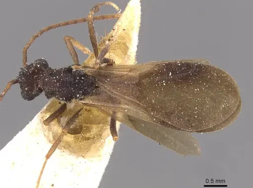 Myrmicocrypta dilacerata - CASENT0909359