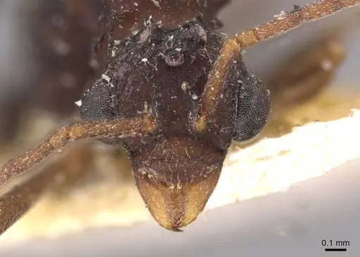 Myrmicocrypta dilacerata - CASENT0909359