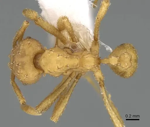 Myrmicocrypta ednaella specimen
