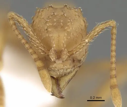 Myrmicocrypta ednaella specimen