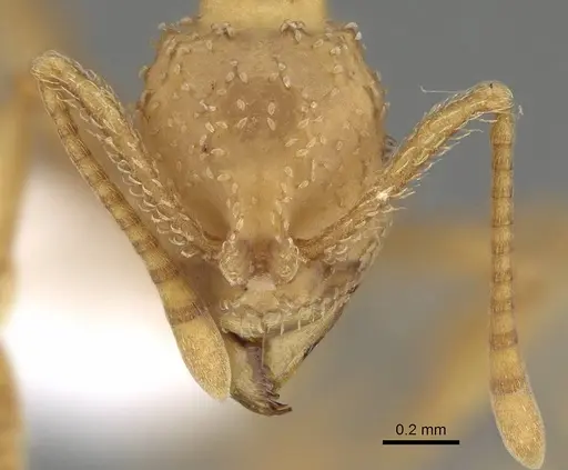 Myrmicocrypta ednaella specimen