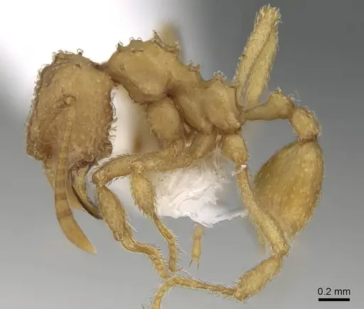 Myrmicocrypta ednaella - CASENT0922154